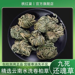 卷柏九死还魂草中药材正品新货野生云南卷伯植物还阳草不死草批发
