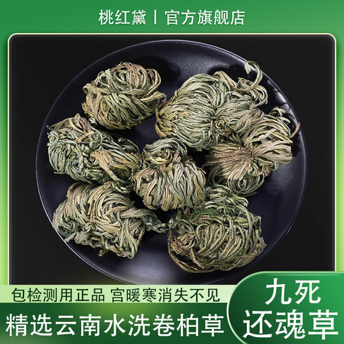 卷柏九死还魂草中药材