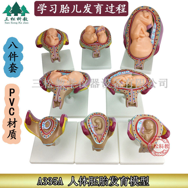 人体胚胎发育十月胎儿教学模型