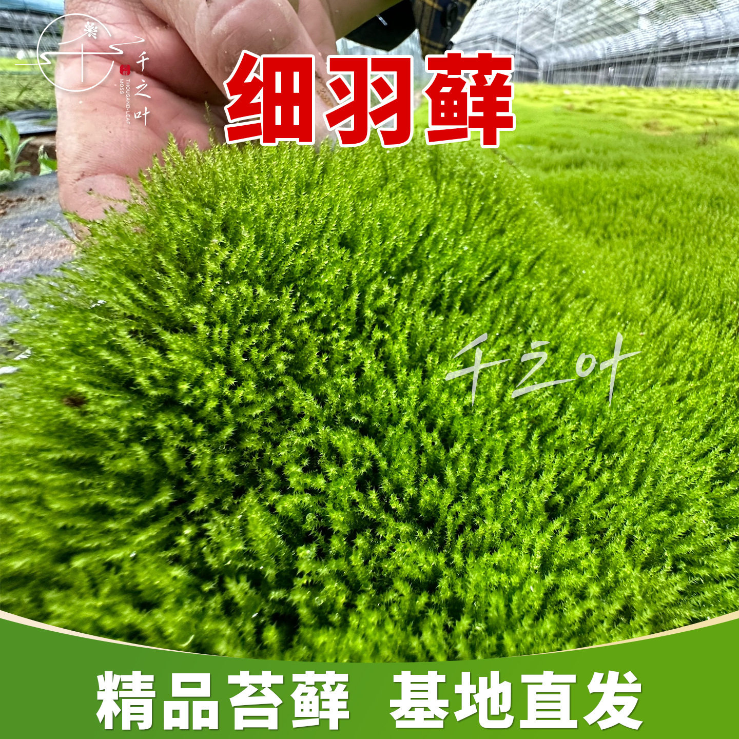 基地直销细羽藓活苔藓成活率高
