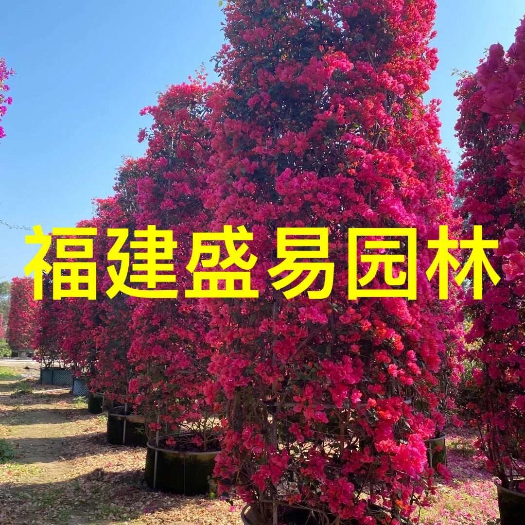 红色三角梅柱子 紫色三角梅花柱 叶子花柱子 勒杜鹃基地