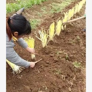 遮光罩塑料隔韭种植家用光用黑韭菜罩子农业防晒套筒圆柱黄筒盖子
