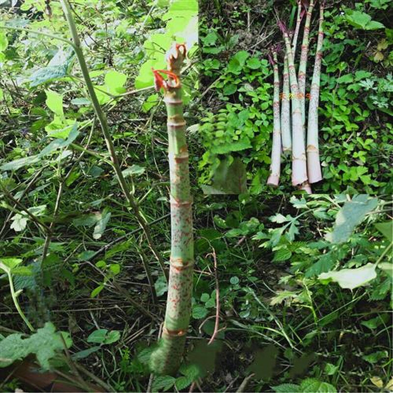 新鲜酸筒杆嫩杆 花斑竹老杆大虫杖黄地榆酸桶笋 酸汤杆虎杖根庭院