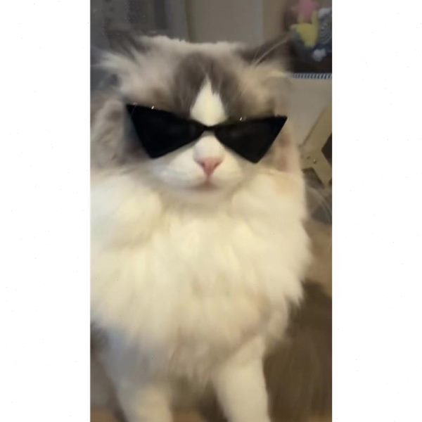 修勾的可爱墨镜宠物摆拍道具戴猫狗墨镜配饰宠物三角猫咪狗狗墨镜