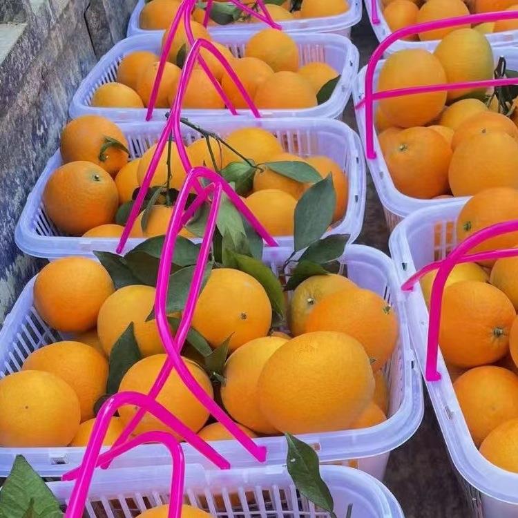 白色方形卡扣带盖1-12斤草莓篮鸡蛋枇杷杨梅采摘手提水果篮