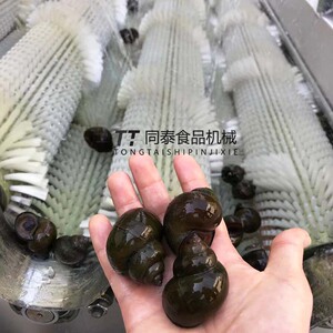 小型6辊田螺清洗机 自动洗田螺机器 田螺去青苔清洗机生产厂家