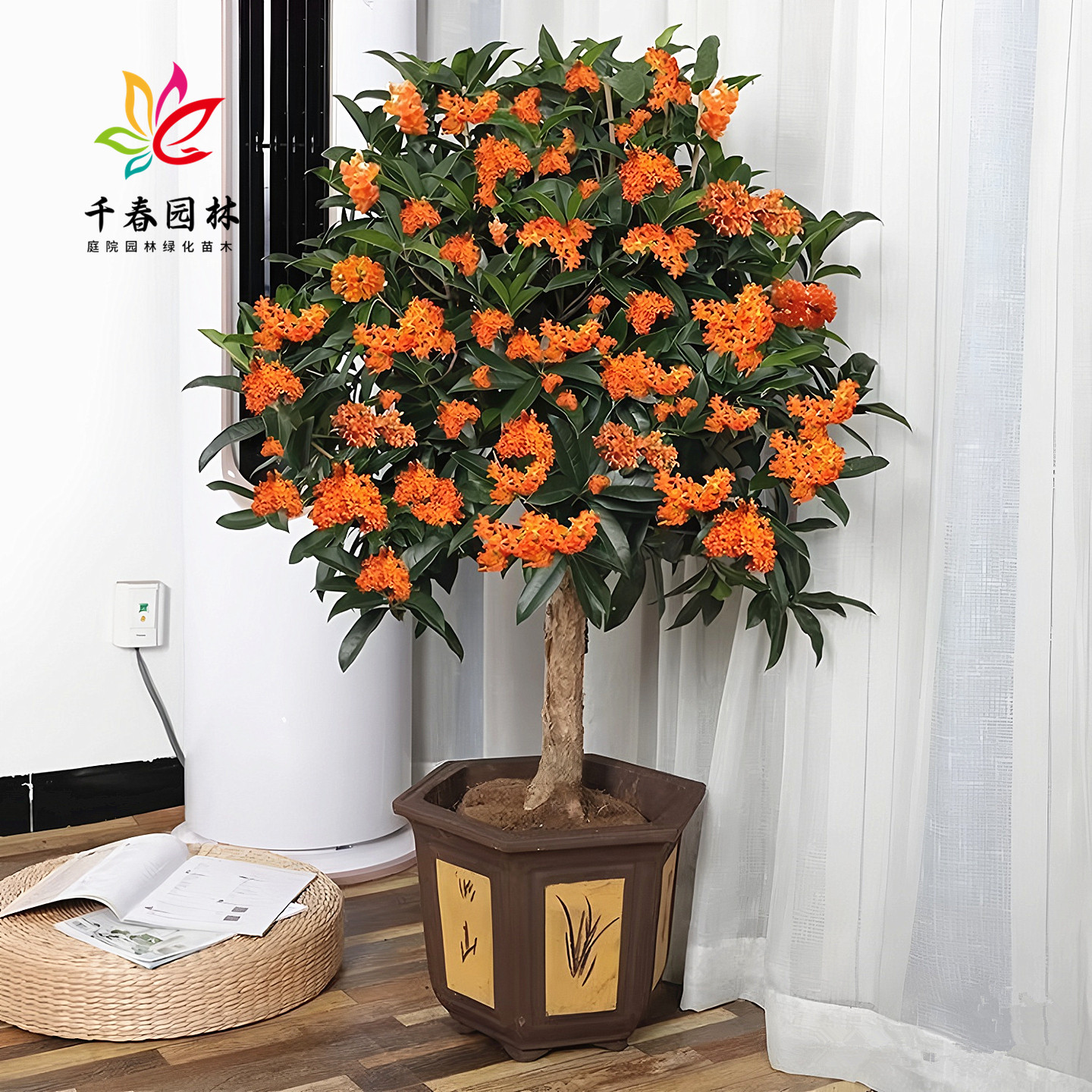 桂花树庭院耐寒绿化浓香风景花树