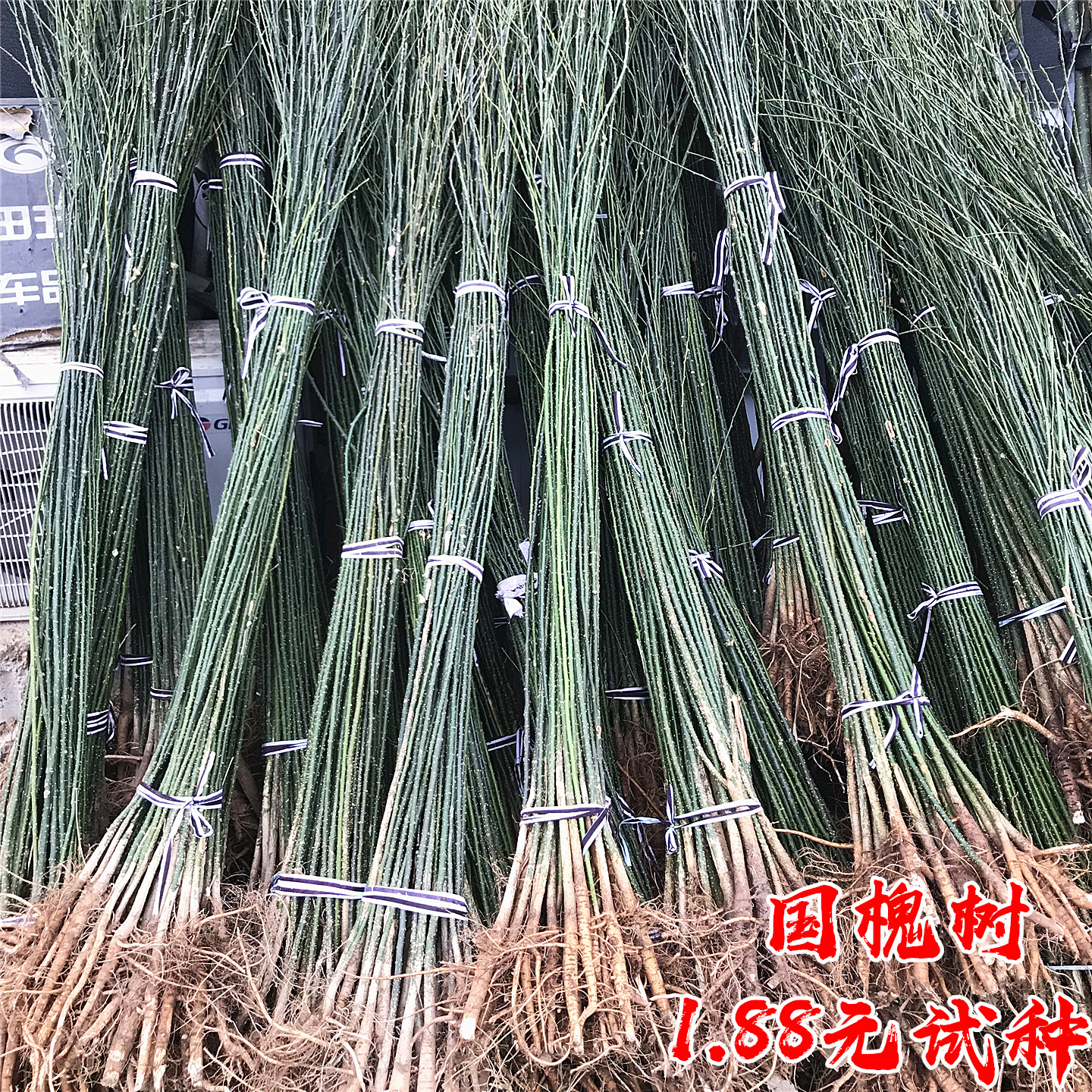 国槐树苗庭院园林行道耐寒绿化工程风景大树速生淑女嫁接国槐小苗