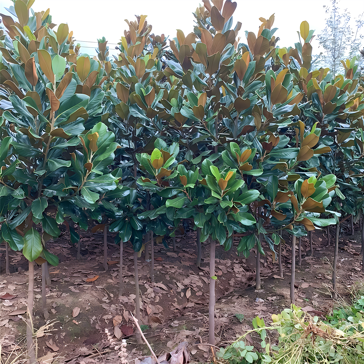 广玉兰树苗庭院园林行道耐寒四季常青绿化风景大树荷花广玉兰花树