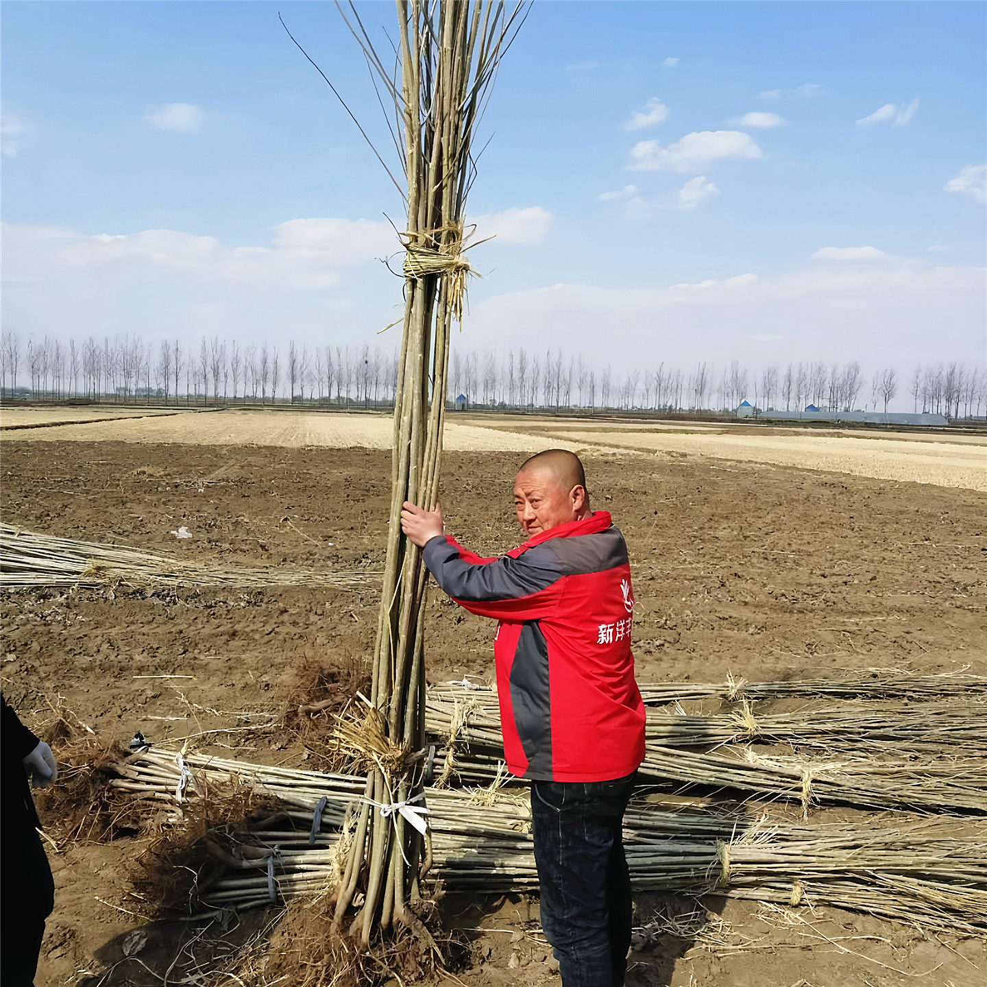 速生杨树苗河堤遮阳耐寒绿化造林