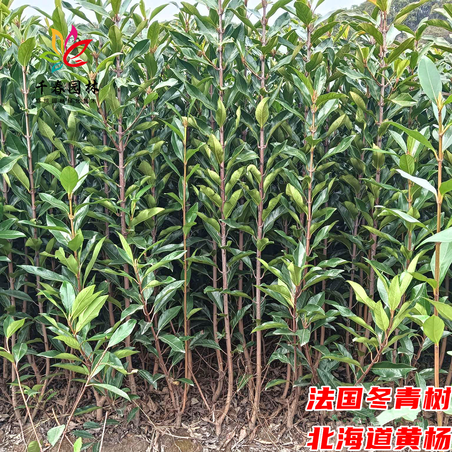 法国冬青四季常青篱笆墙风景树苗