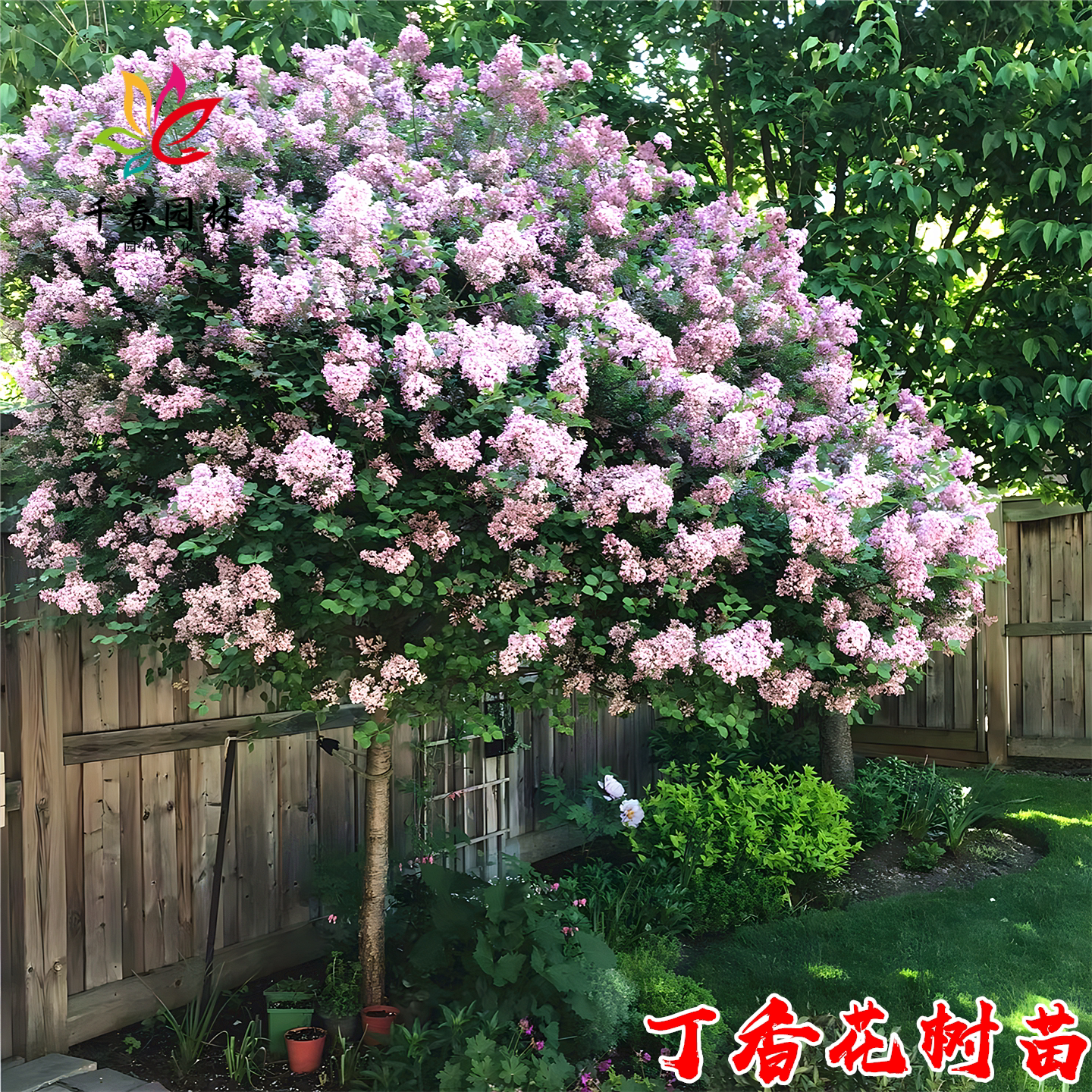 丁香花庭院耐寒绿化花卉风景树苗