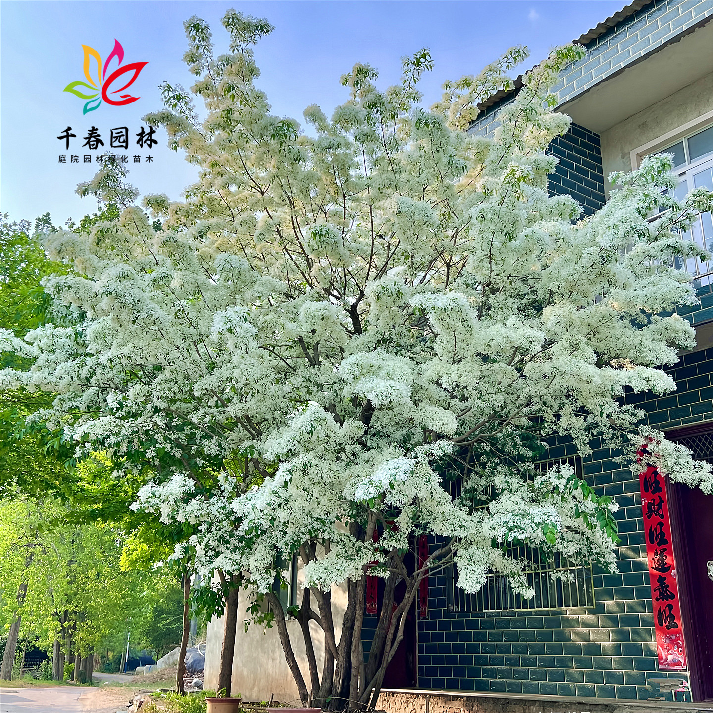 流苏花庭院园林耐寒绿化风景树苗