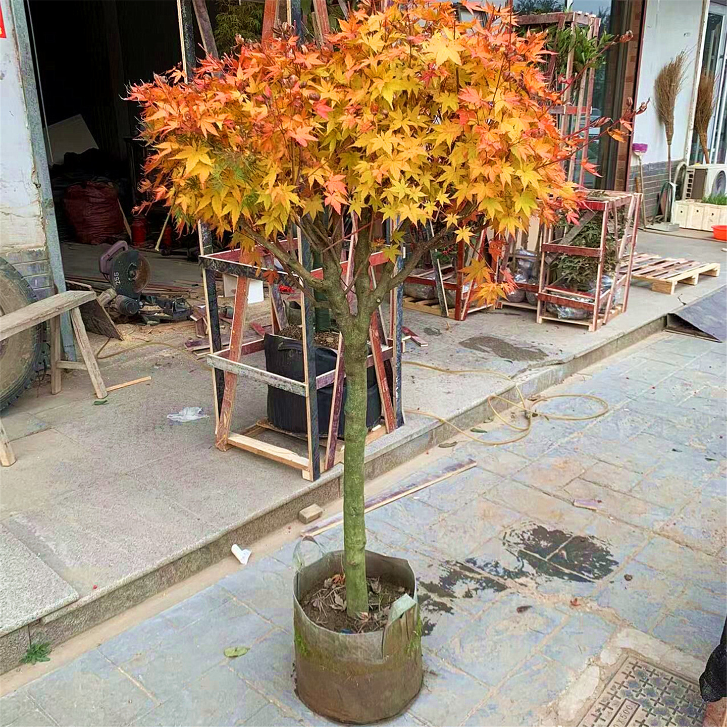 赤枫树苗盆栽黄金枫庭院园林耐寒彩叶绿化风景大树珊瑚阁红枫树苗