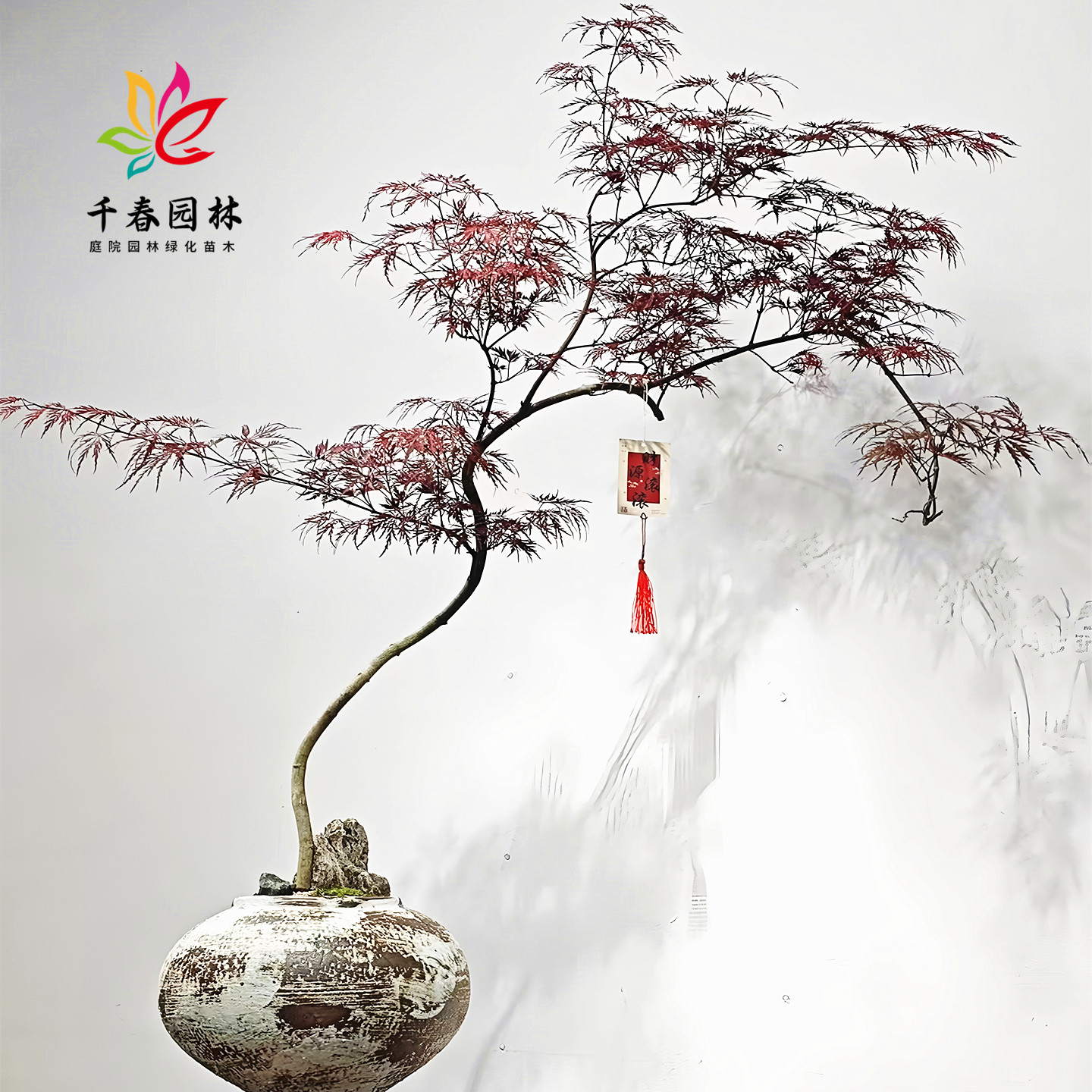 羽毛枫庭院彩叶耐寒绿化风景树苗图片