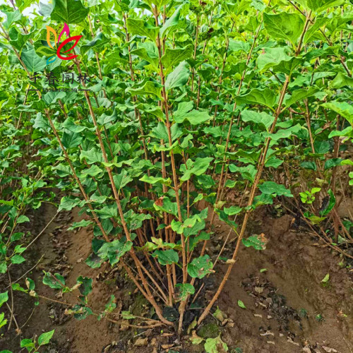 丁香花庭院大型耐寒绿风景花树苗