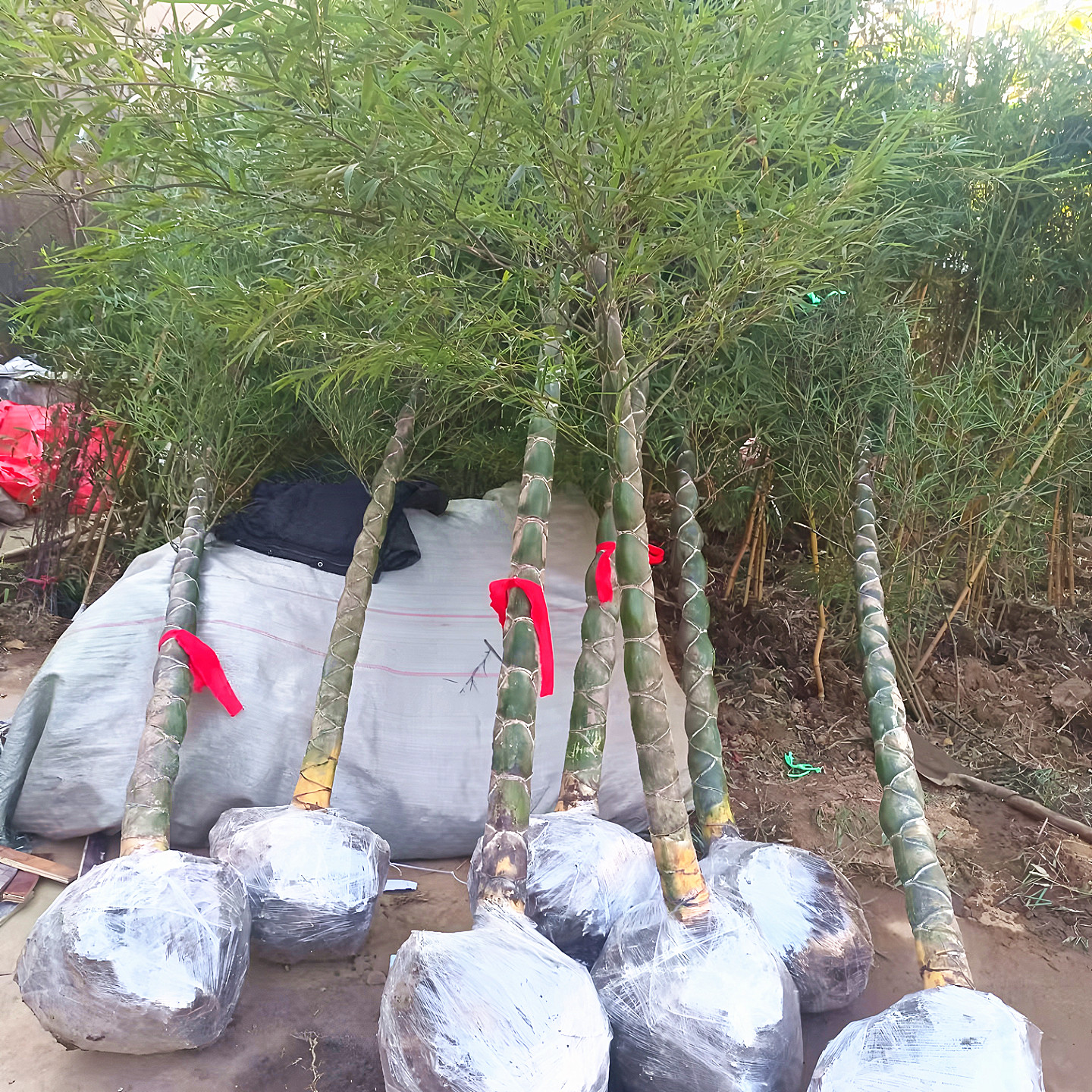龙鳞竹庭院四季常青绿化风景树苗