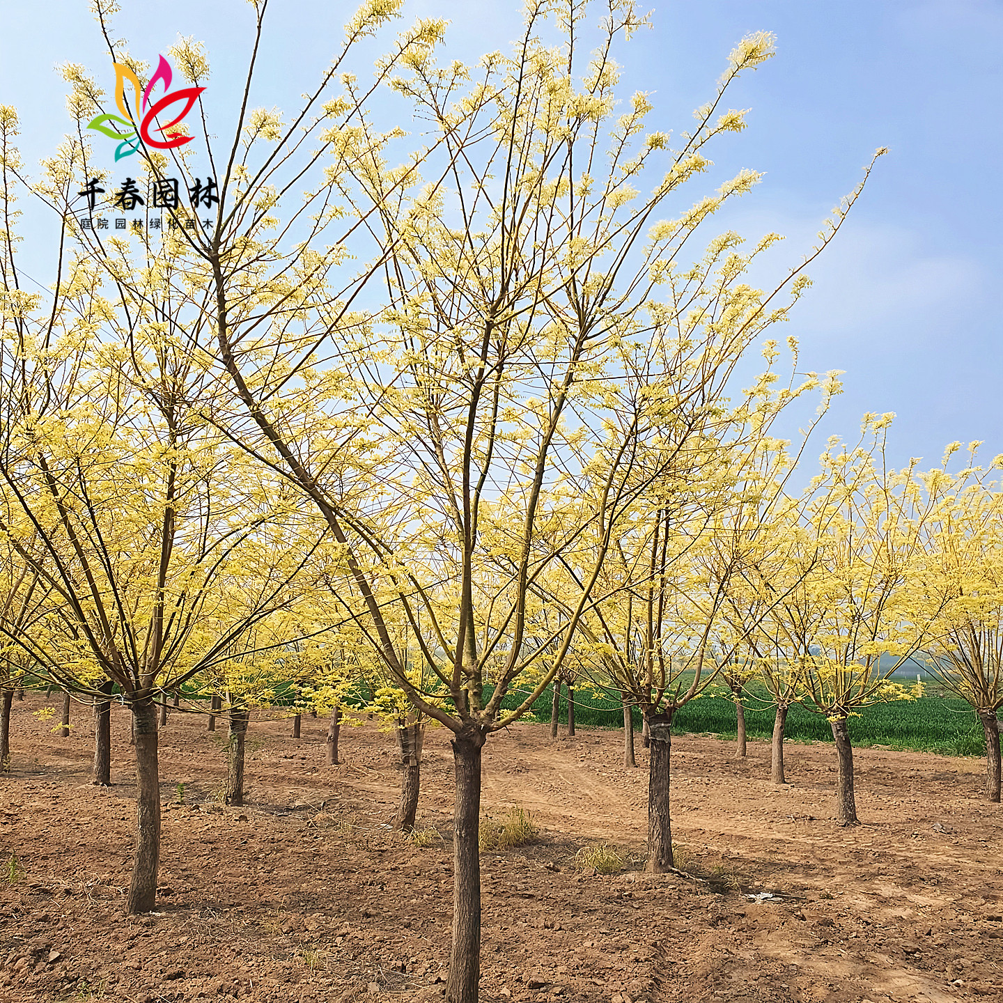 黄金槐庭院园林耐寒绿化风景树苗