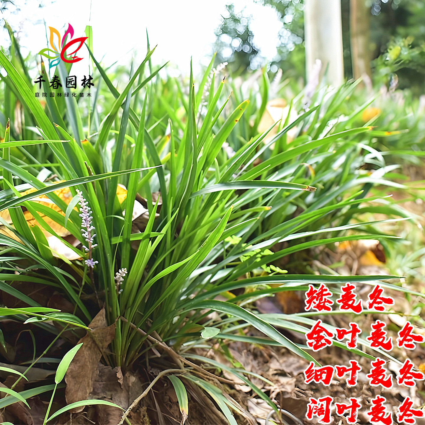 麦冬草庭院耐寒绿化常青花镜植物