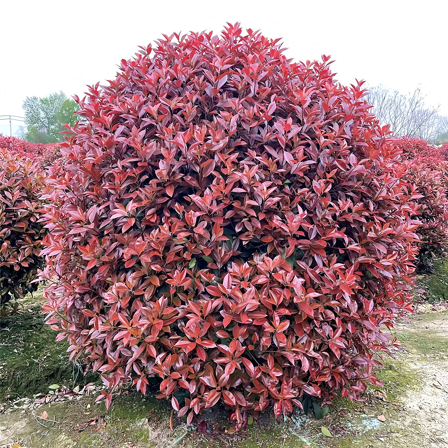 红叶石楠球庭院篱笆彩叶风景树苗