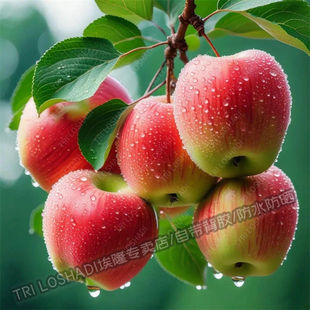 苹果贴纸图案山水风景画墙面门窗遮丑平平安安水果贴画新鲜墙上贴