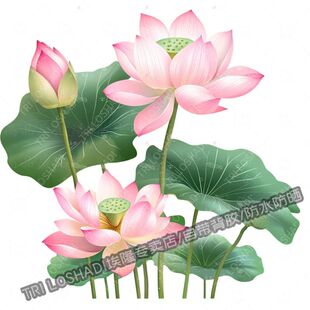 清新脱俗莲花贴纸卫生间马桶防水贴画客厅墙上万能贴纸遮丑车身贴