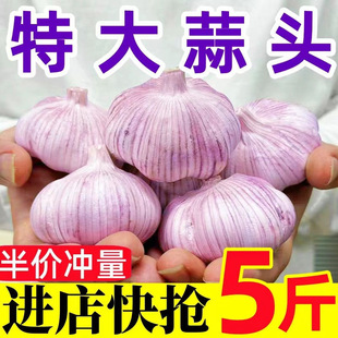 【新干蒜】今年新干蒜5斤大蒜头紫白皮特大蒜新蒜可种植大蒜1.6斤