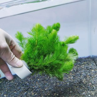 绿菊水草坨鱼缸造景沉底环蜈蚣草懒人水生植物净化水质增氧中后景