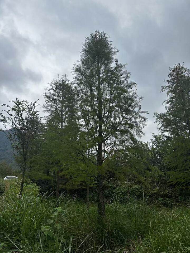 平桥镇风廉村中山杉拍卖