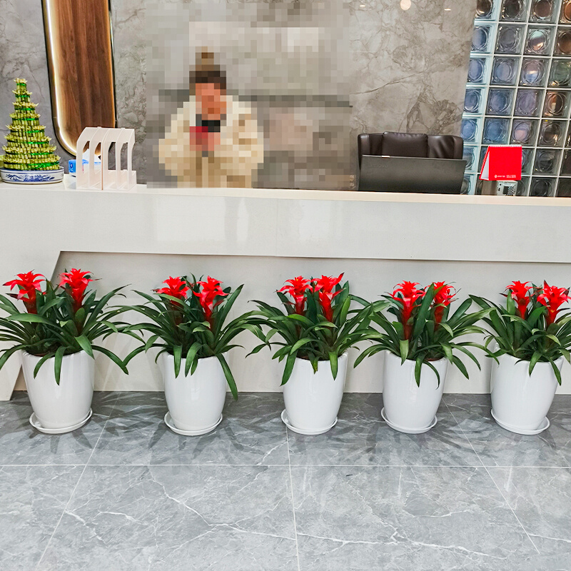 鸿运当头盆栽凤梨花办公室内花卉净化空气客厅开花植物送礼同城送