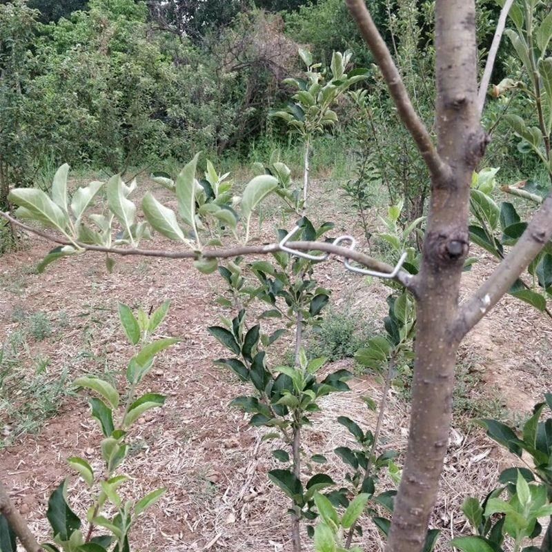 m型拉枝器果树拉枝神器w型别x枝器拉枝器s压枝P弯枝定型拉树枝神,鲜花速递/花卉仿真/绿植园艺,其它园艺用品,淘宝优惠券,粉丝福利购,淘宝优惠卷