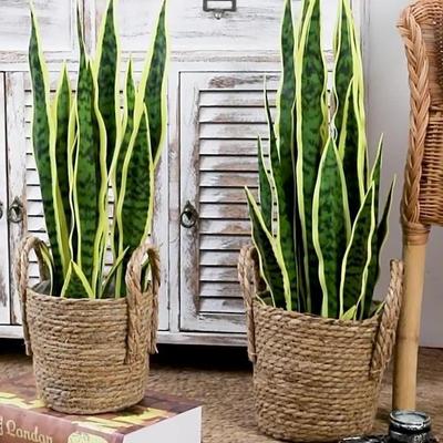 仿真虎皮兰盆栽网红落地懒人绿植摆件办公室植物假树室内客厅装饰