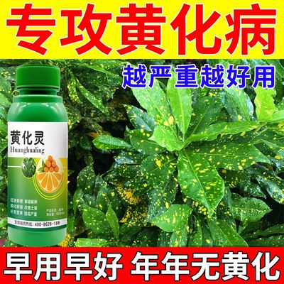 黄花灵黄叶黄斑黄龙病柑橘桔树