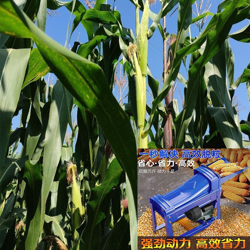 电动玉米脱粒机家用小型全自动玉米脱粒器农用包谷机玉米脱粒神器