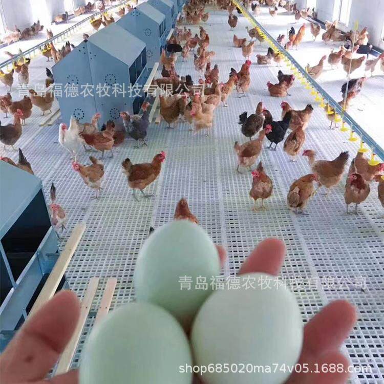 种鸡产蛋箱母鸡下蛋箱子24窝12窝产蛋窝母鸡下蛋箱