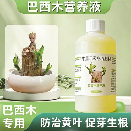 巴西木水培免稀释防黄叶营养液