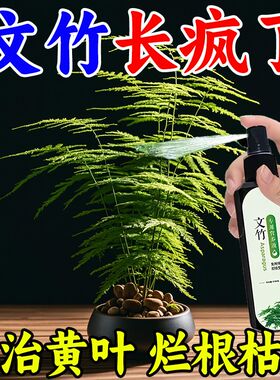 【四季爆芽】文竹专用肥营养液治叶子发黄枯瘦干尖烂根落叶促生长