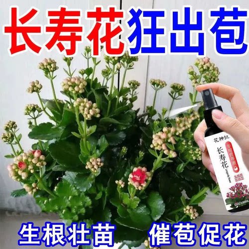 长寿花营养液催苞促花延花期