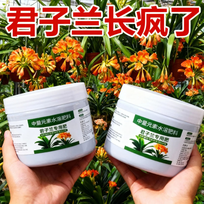 君子兰肥料专用肥营养液开花治不开花黄叶病有机氮磷钾促花催花肥