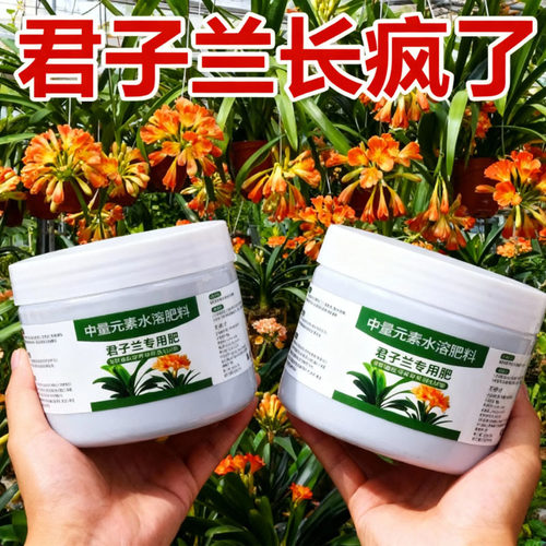 君子兰肥料专用肥营养液开花