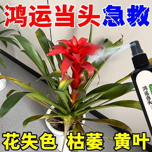 鸿运当头营养液治黄叶烂叶花失色促绿壮苗催花免稀释专用急救肥