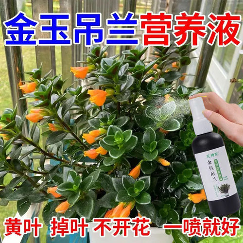 金鱼花营养液催花促生长远离掉叶褐斑不开花四季开花免稀释液体肥