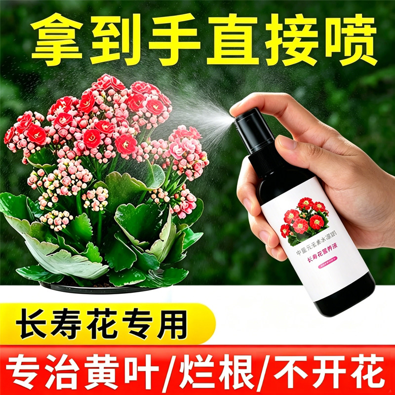 【开花爆盆】长寿花营养液用促开花催花免稀释长寿花专用肥营养液