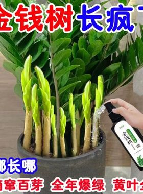 【一滴爆芽】金钱树营养液催芽防黄叶烂根液体肥生根爆芽专用肥