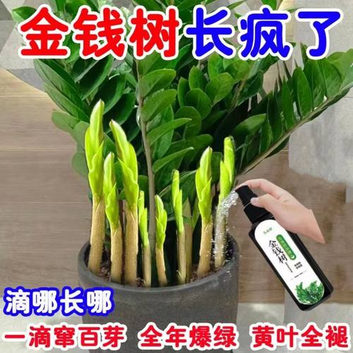 【一滴爆芽】金钱树营养液