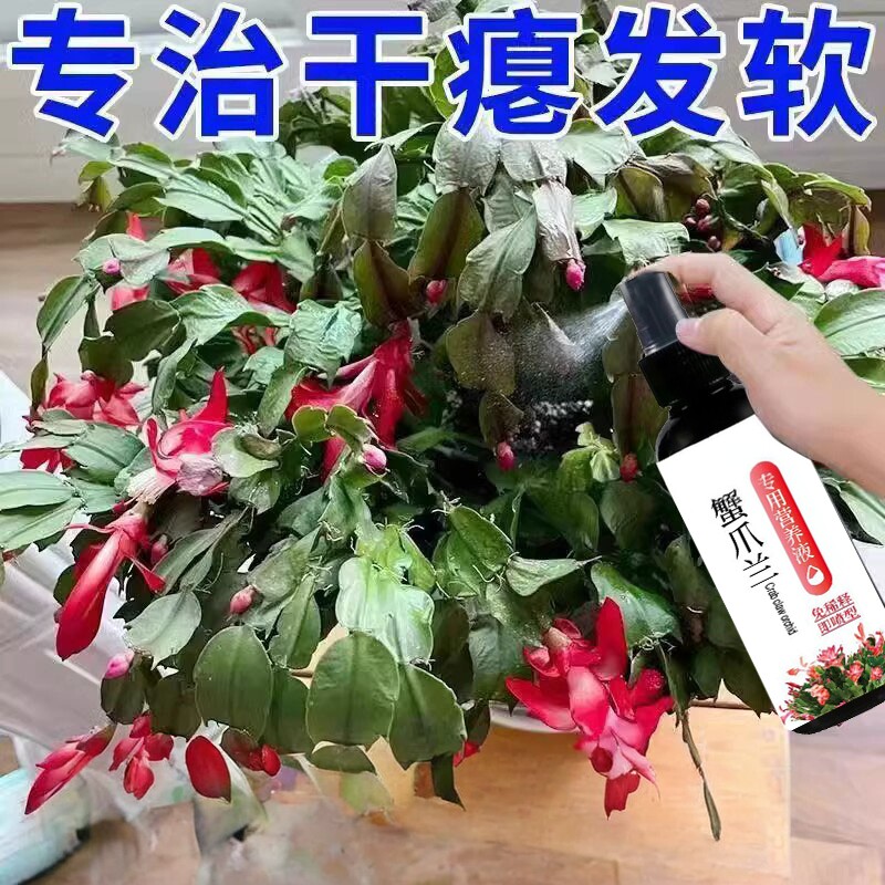 蟹爪兰专用免稀释营养液一喷绿