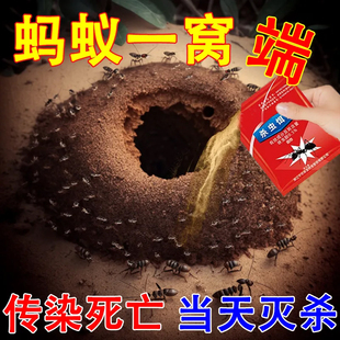 强效蚂蚁药全窝端家用非无毒室内厨房户外菜地灭红蚁白蚁黑蚁专用