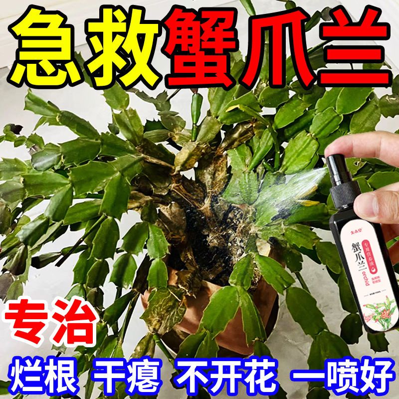 蟹爪兰专用营养液发蔫软烂黄叶