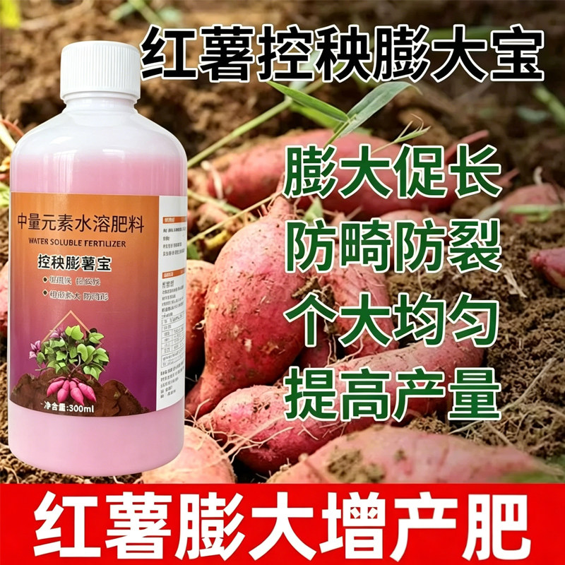 红薯不打顶控旺膨大只长红薯