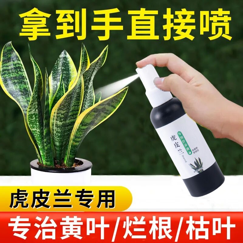 虎皮兰营养液爆根促生长